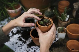 Five Ways To Get Rid Of Caterpillars From Your Garden