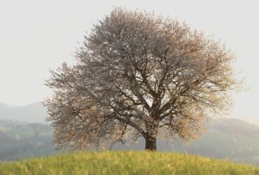 Eco-Friendly Approaches to Tree Removal